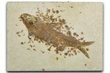 Detailed Fossil Fish (Knightia) - Wyoming #344736-1